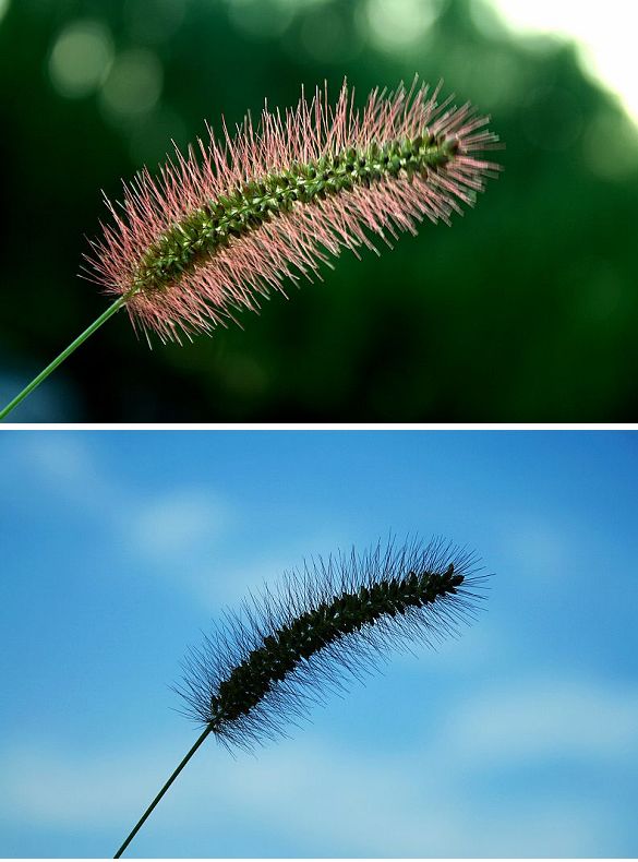 狗尾巴草 摄影 小小尼康