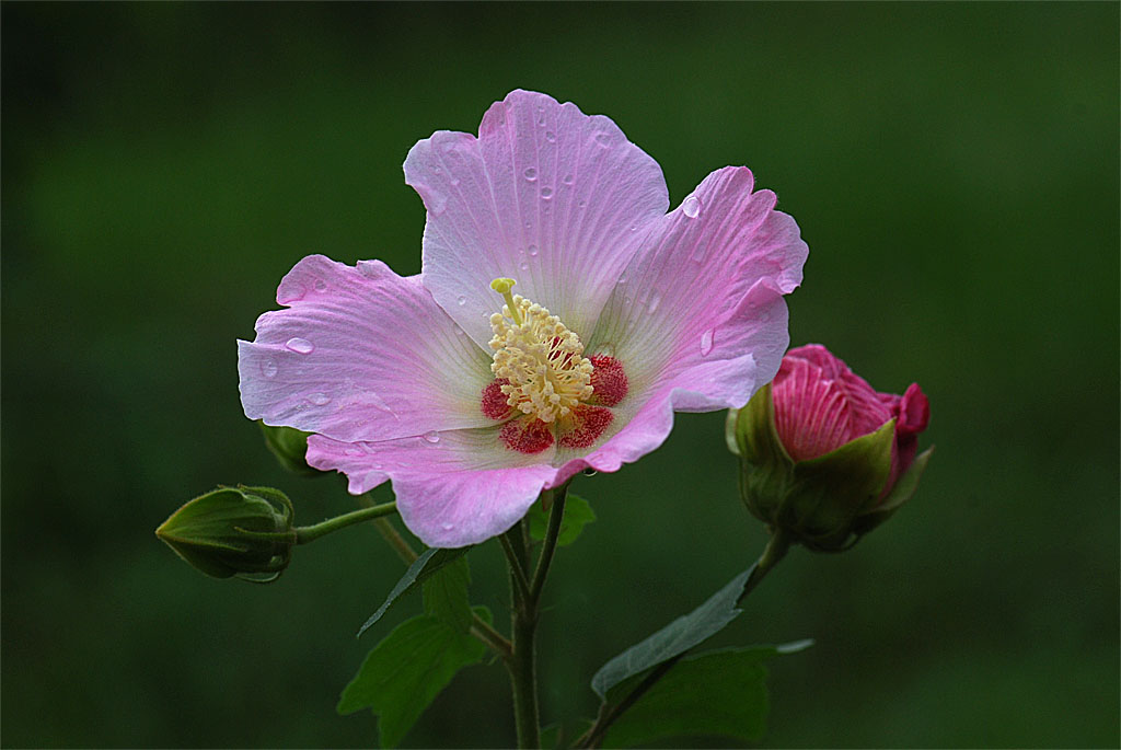 芙蓉花 摄影 研影