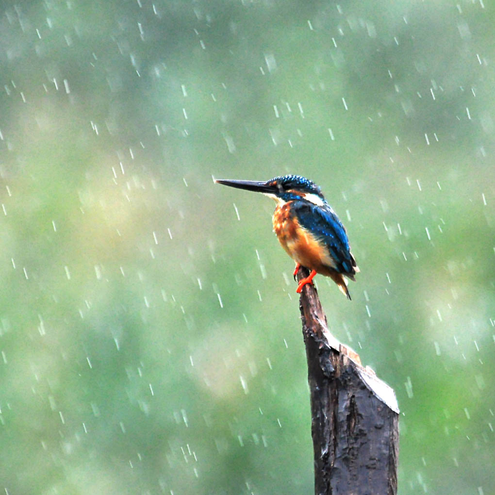 在雨中 摄影 水雲居士