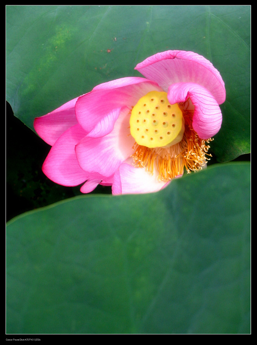 三分魂与落花飘 摄影 菲子拾趣