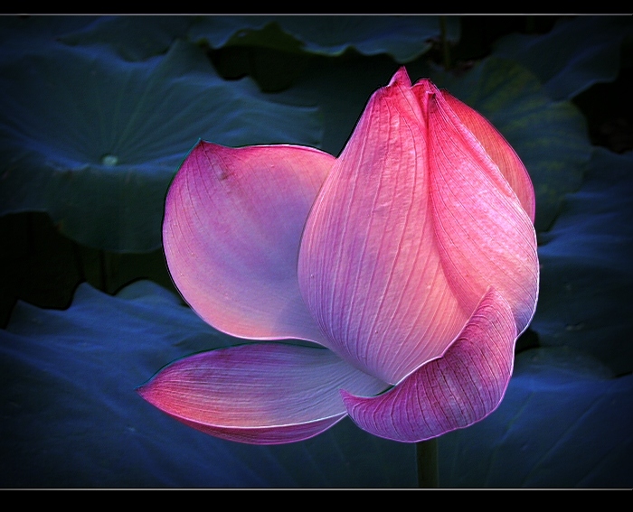 心是莲花开 摄影 杉里人