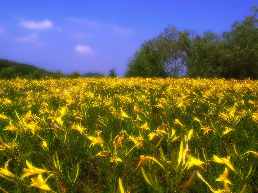 七月黄花 摄影 梦里追风