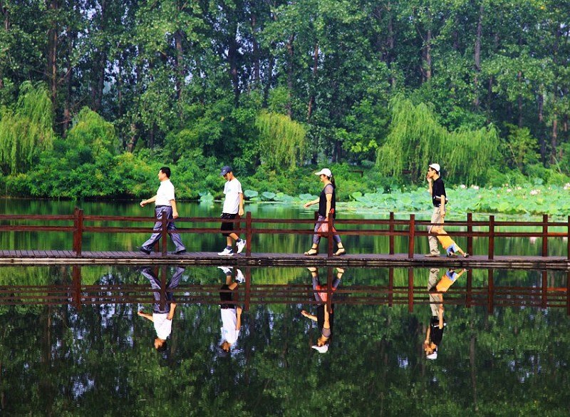 湿地情结 摄影 风中玫瑰花