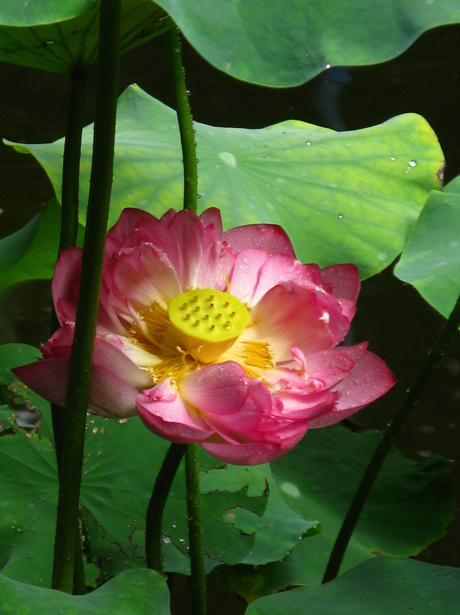 粉红莲花 摄影 夜雨花仙