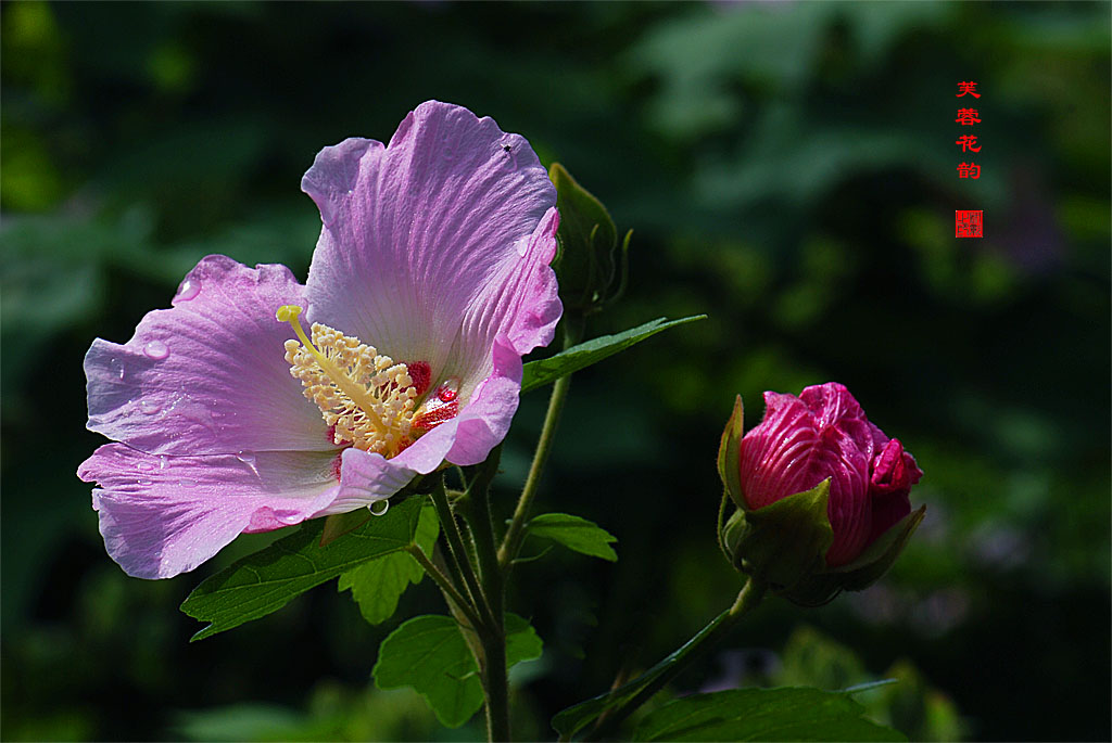 芙蓉花3 摄影 研影