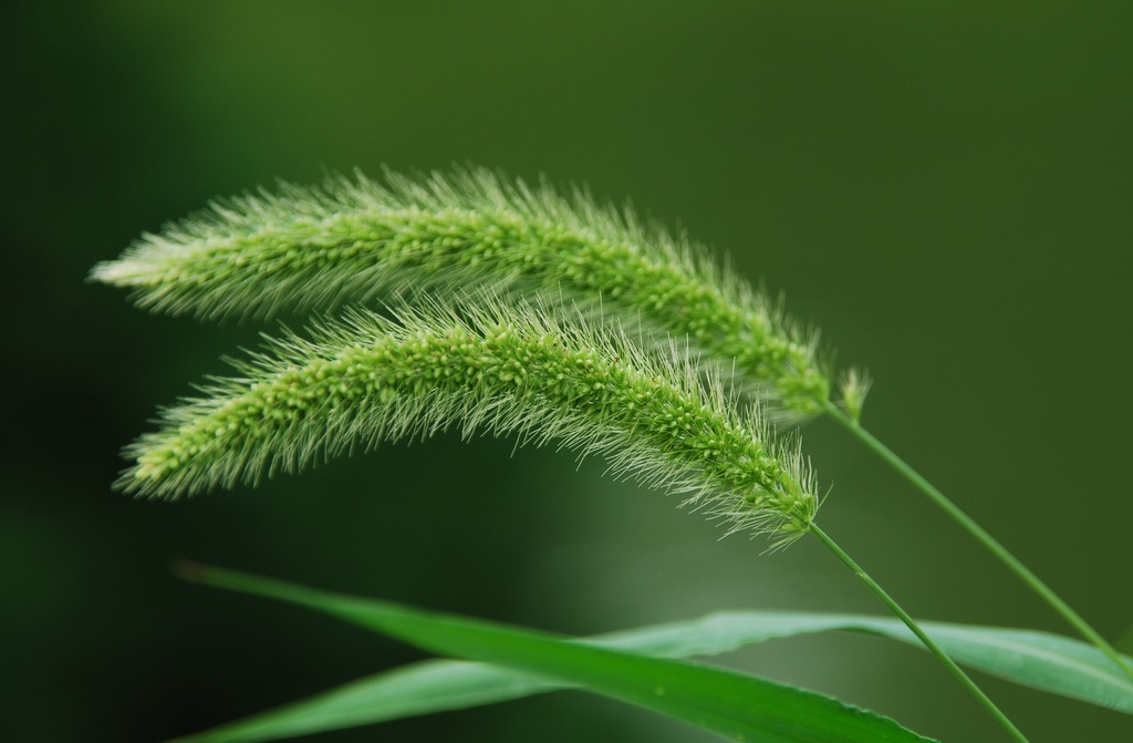 我是一根小小草 摄影 科长