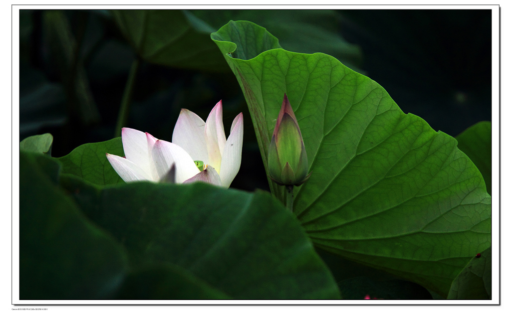 芙蓉花香 摄影 寒柳