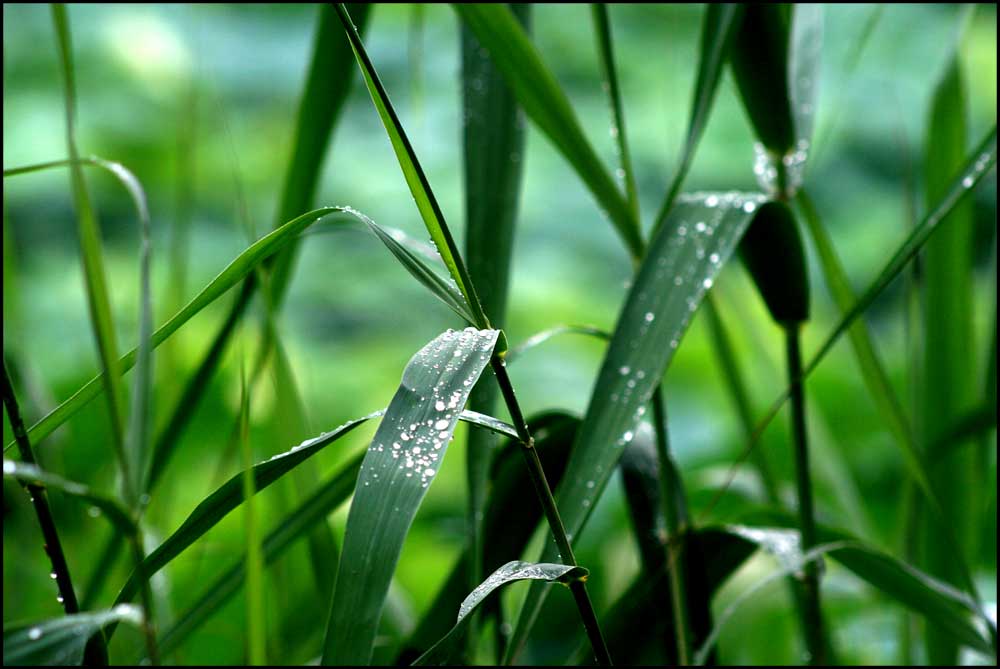 雨后 摄影 laohan006