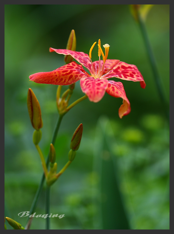 射干 花 摄影 Bdaqing