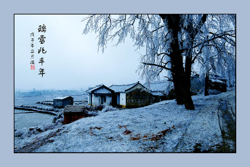 雪景 摄影 一只老黄牛