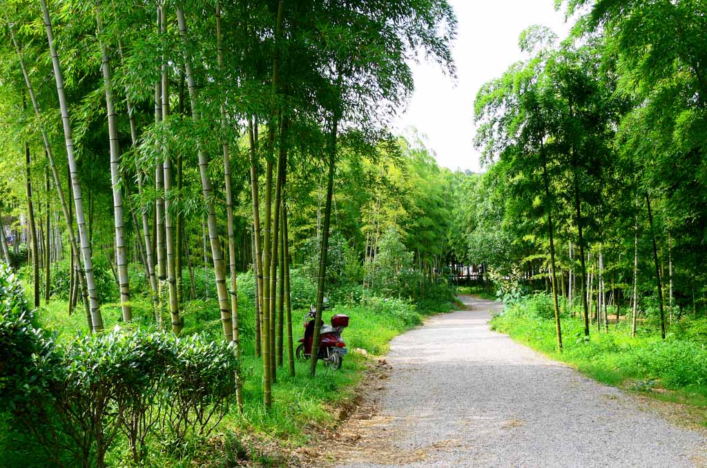 竹林人家 摄影 zhangpan