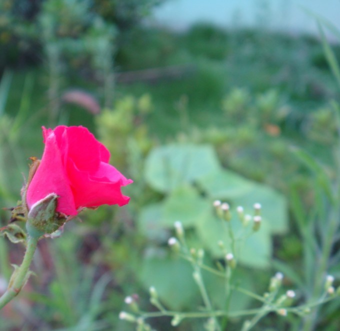 花 摄影 莫念