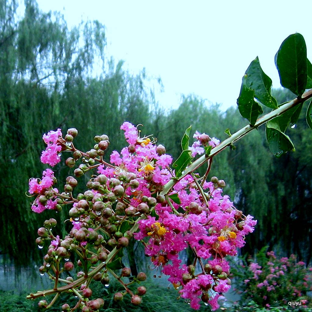 雨中紫薇 摄影 秋雨