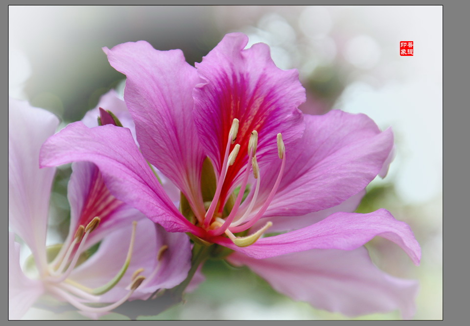 春花 摄影 菩提子