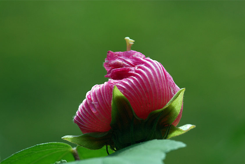 芙蓉花4 摄影 研影