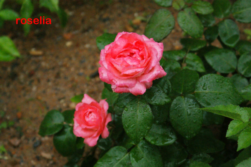 雨后花儿艳 摄影 斓懿