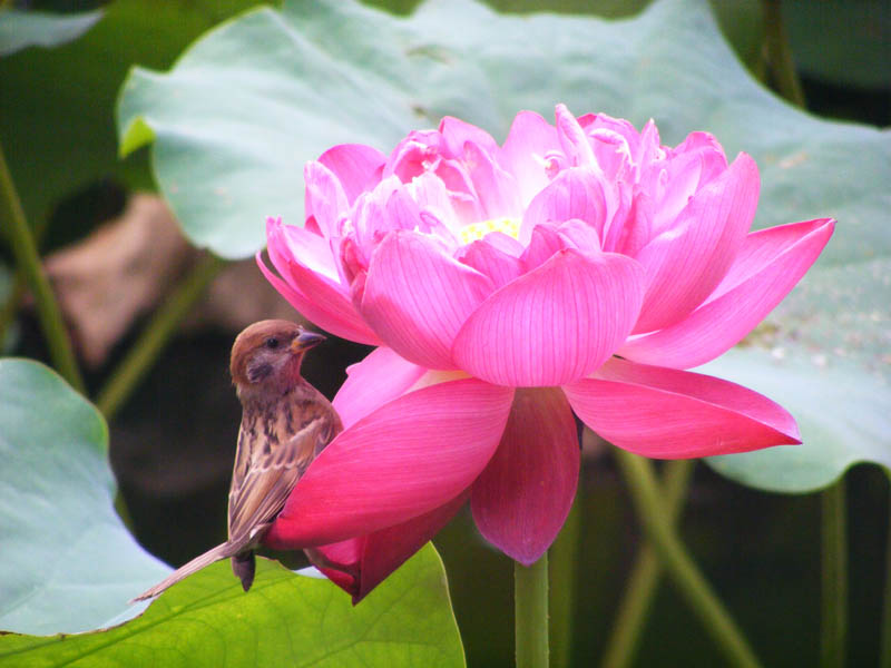 赏花 摄影 紫禁人