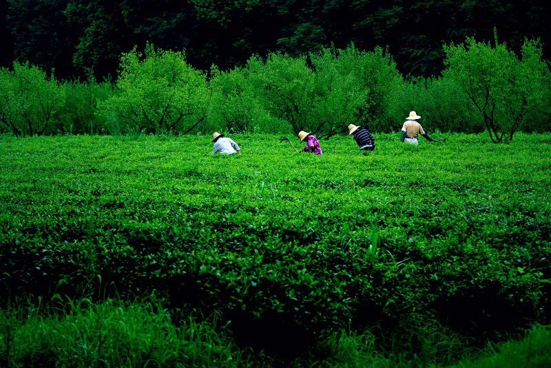 茶园小景 摄影 雏一飞