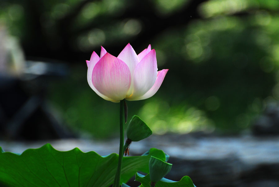 出水芙蓉 摄影 顺其自然np