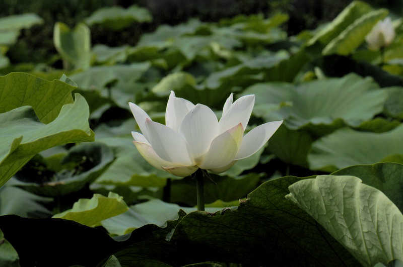 白莲花 摄影 靓晴