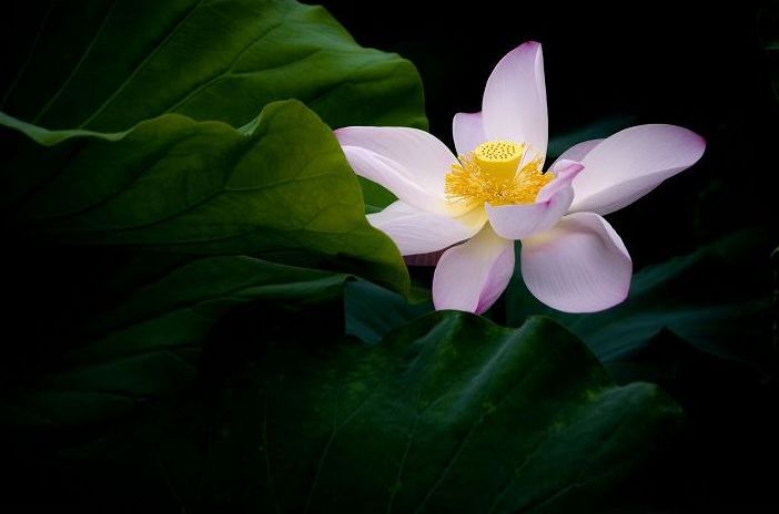 冰清玉洁 摄影 梨花雨