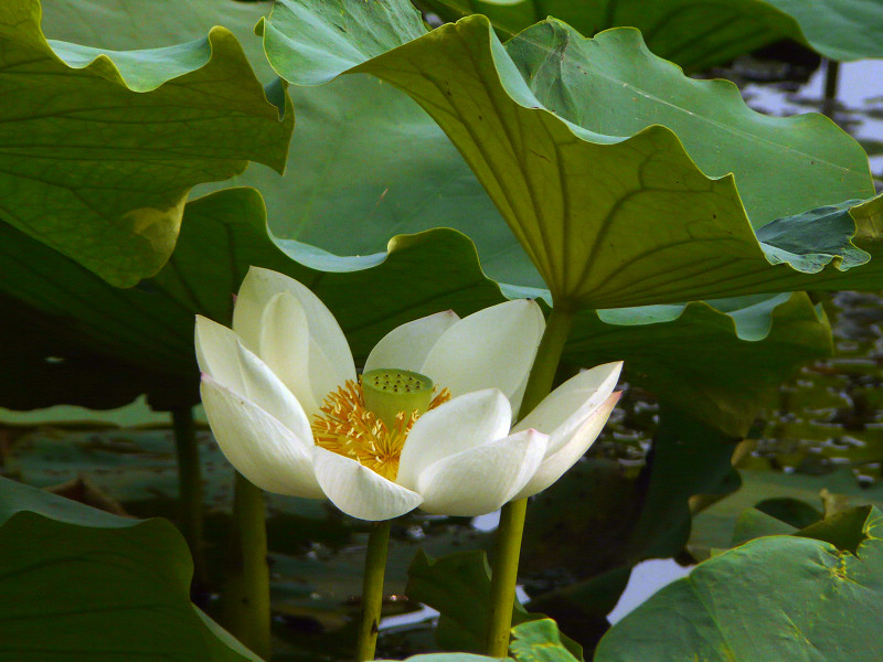 白莲花--害羞 摄影 独行侠闯天涯