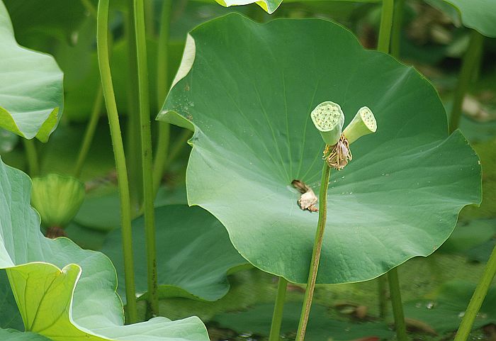 并蒂莲 摄影 柳花