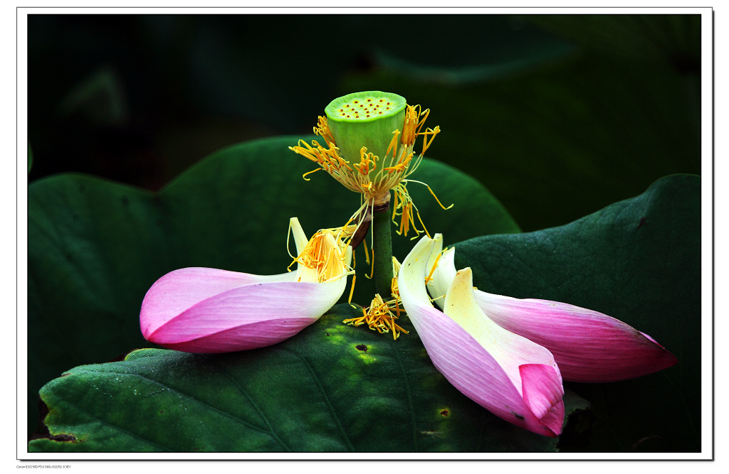 花残香驻 摄影 寒柳