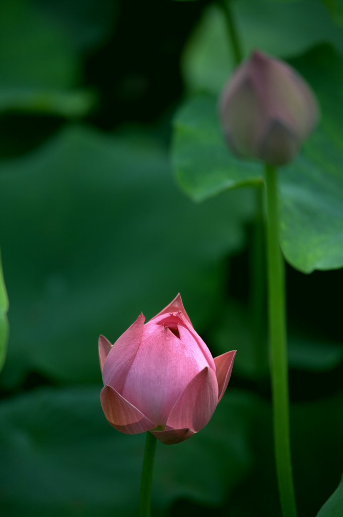 荷17——菡萏 摄影 碧朗