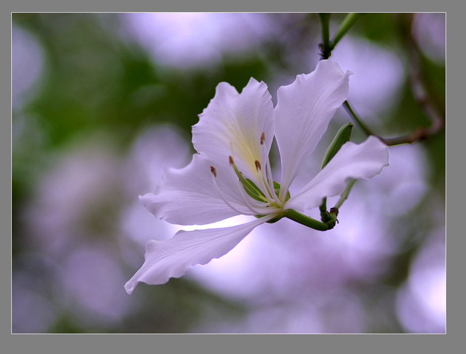 也是春花 摄影 菩提子