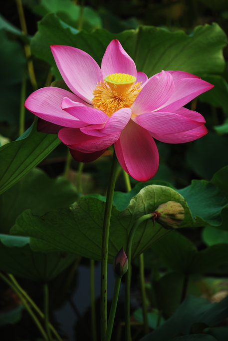 婷婷玉立 摄影 山中无虎