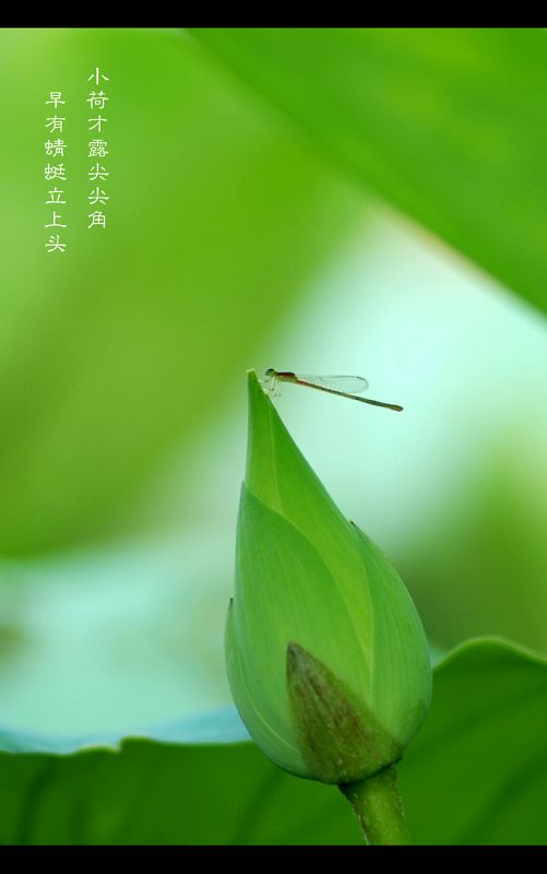 小荷才露尖尖角 摄影 江鸢