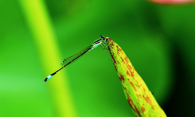 小憩 摄影 baigui