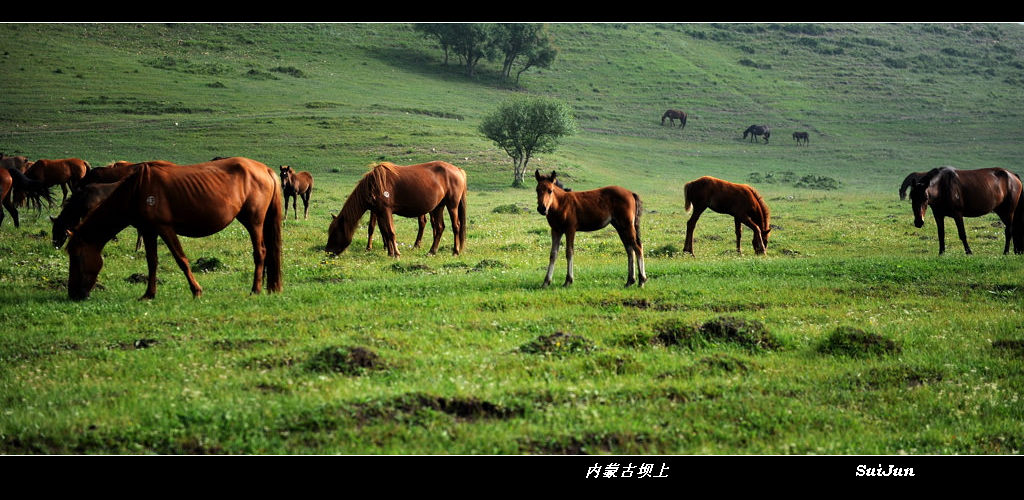 坝上风光 摄影 随君