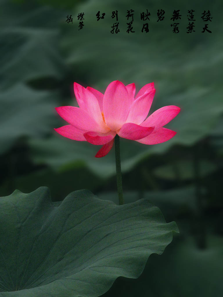 映日荷花 摄影 蝶梦