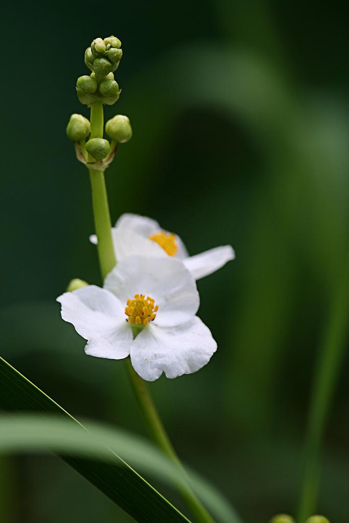 小花 摄影 耕石