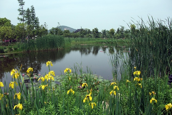 城市湿地公园 摄影 俏江南