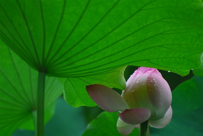 雨后 摄影 犇走天下