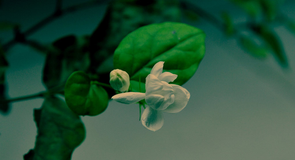 茉莉飘香 摄影 王阿愚