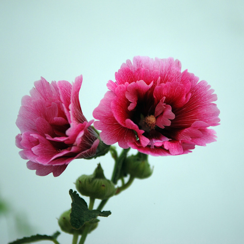 芙蓉 摄影 山头舟