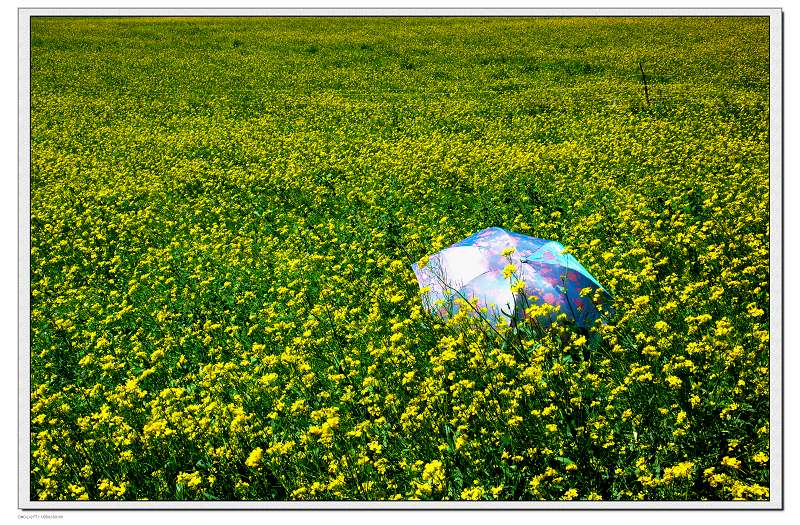 油菜花的海洋 摄影 佳宝