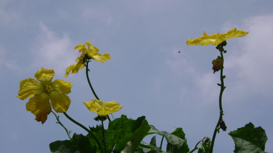 丝瓜花 摄影 东风一浪