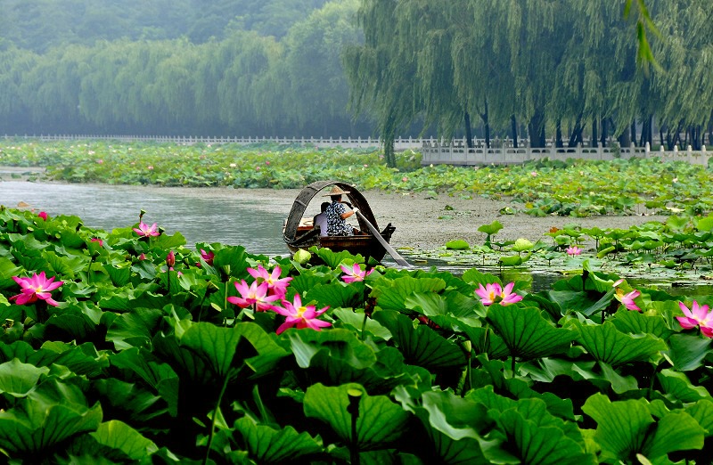 藕花深处 摄影 baigui