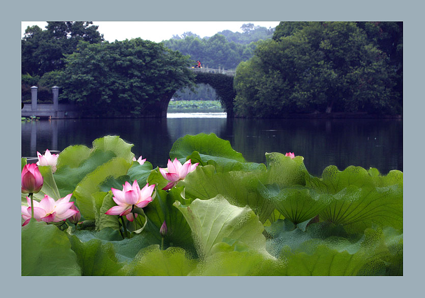 曲院风荷 摄影 木加木