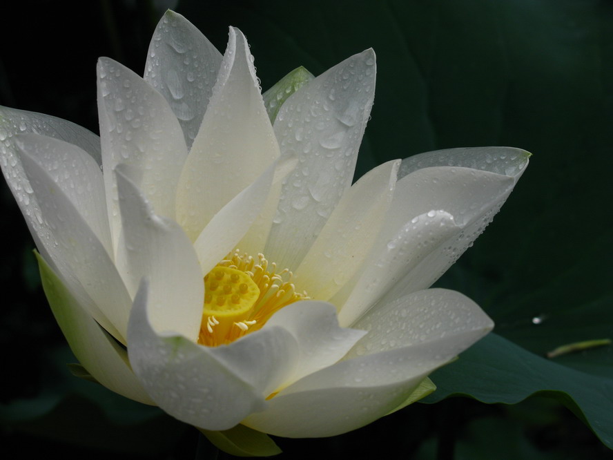 又见夜雨花 摄影 夜雨花仙