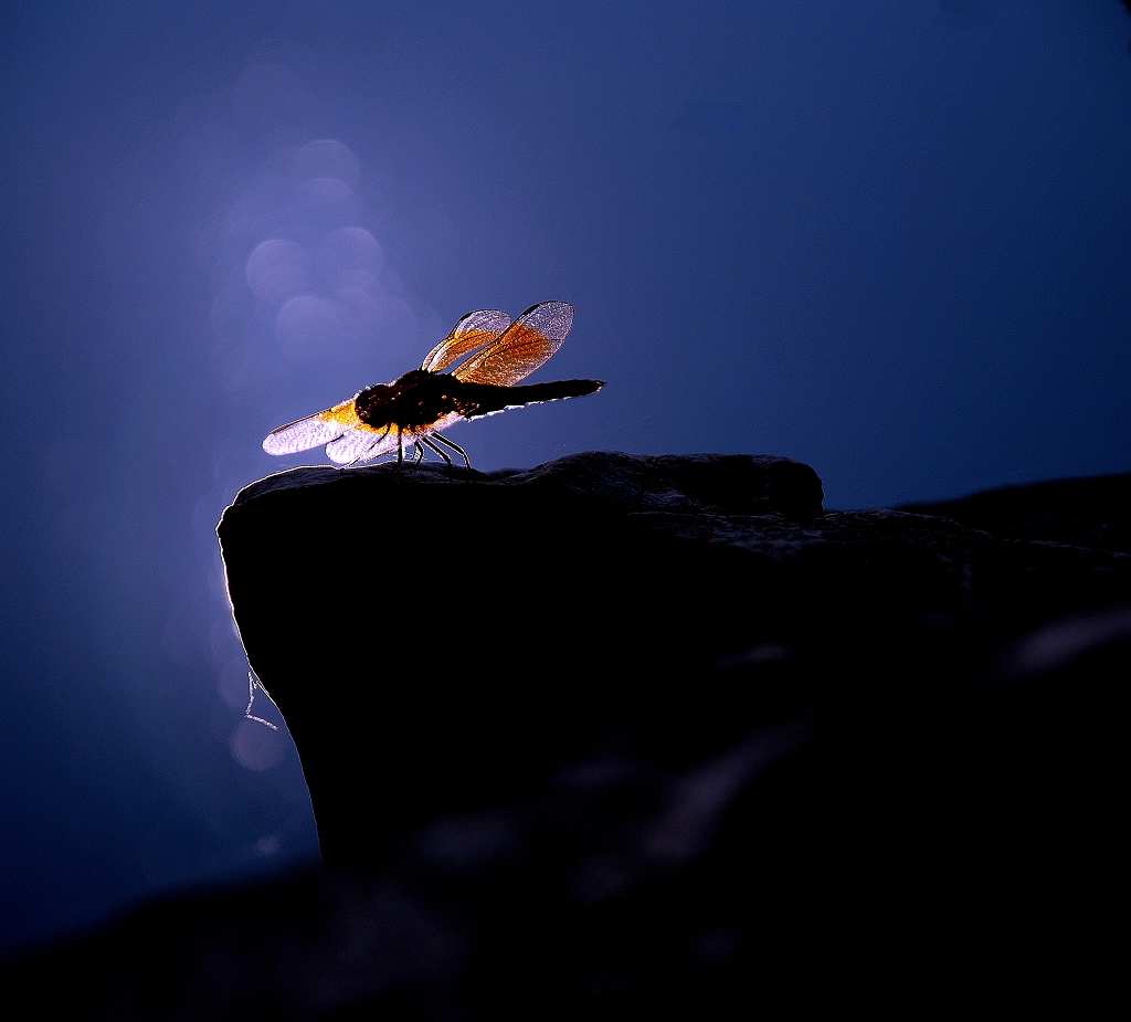 蜻蜓 摄影 七月流星