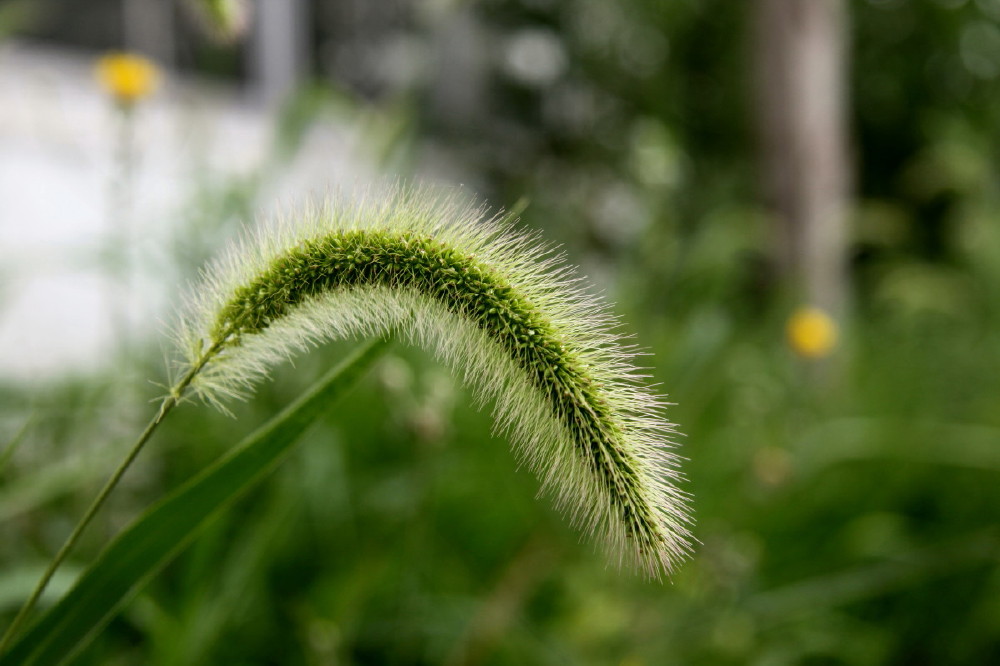 谦逊 摄影 佳能菜鸟2009