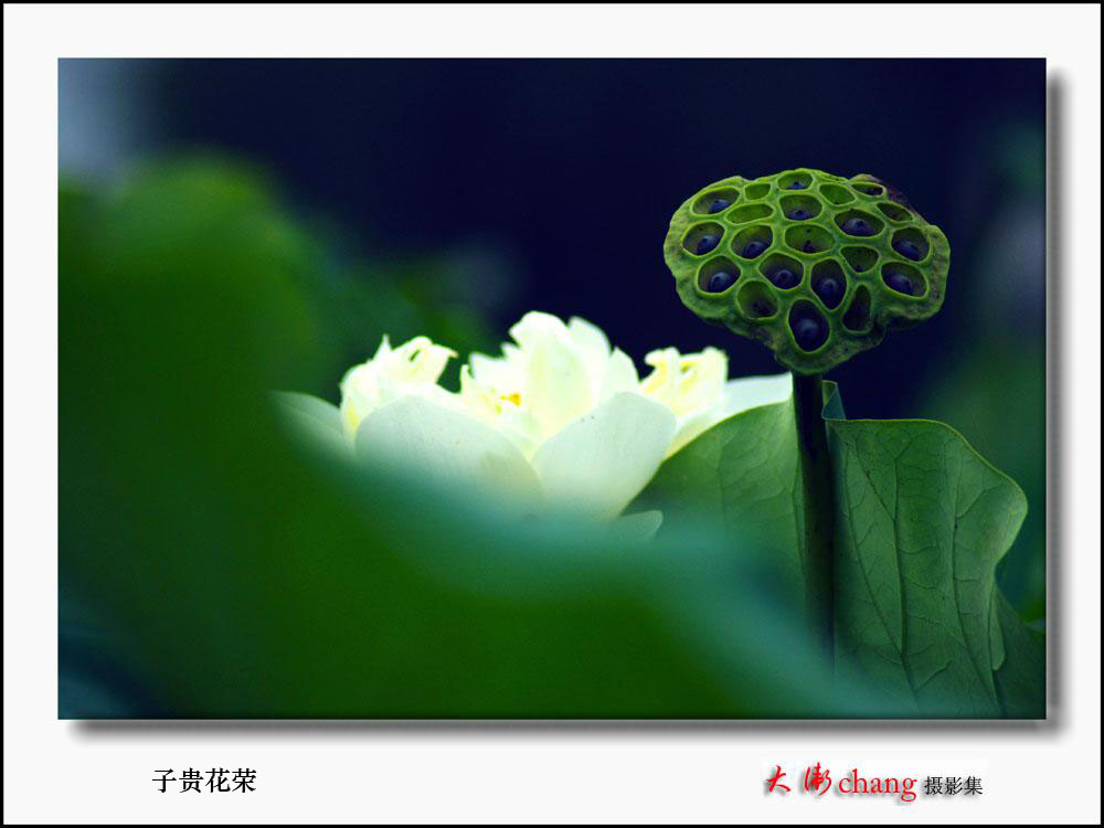 新荷览胜 . 子贵花荣 摄影 弓长佳乃父上