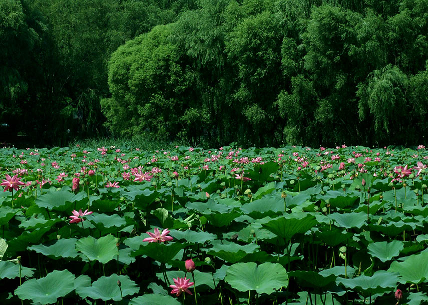 2009.夏.北京.紫竹院.荷塘（11） 摄影 京城百姓