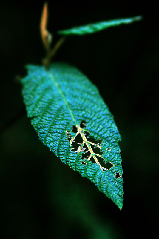 Leaf 摄影 annie-liu